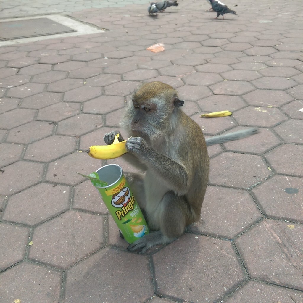 monkey with pringles