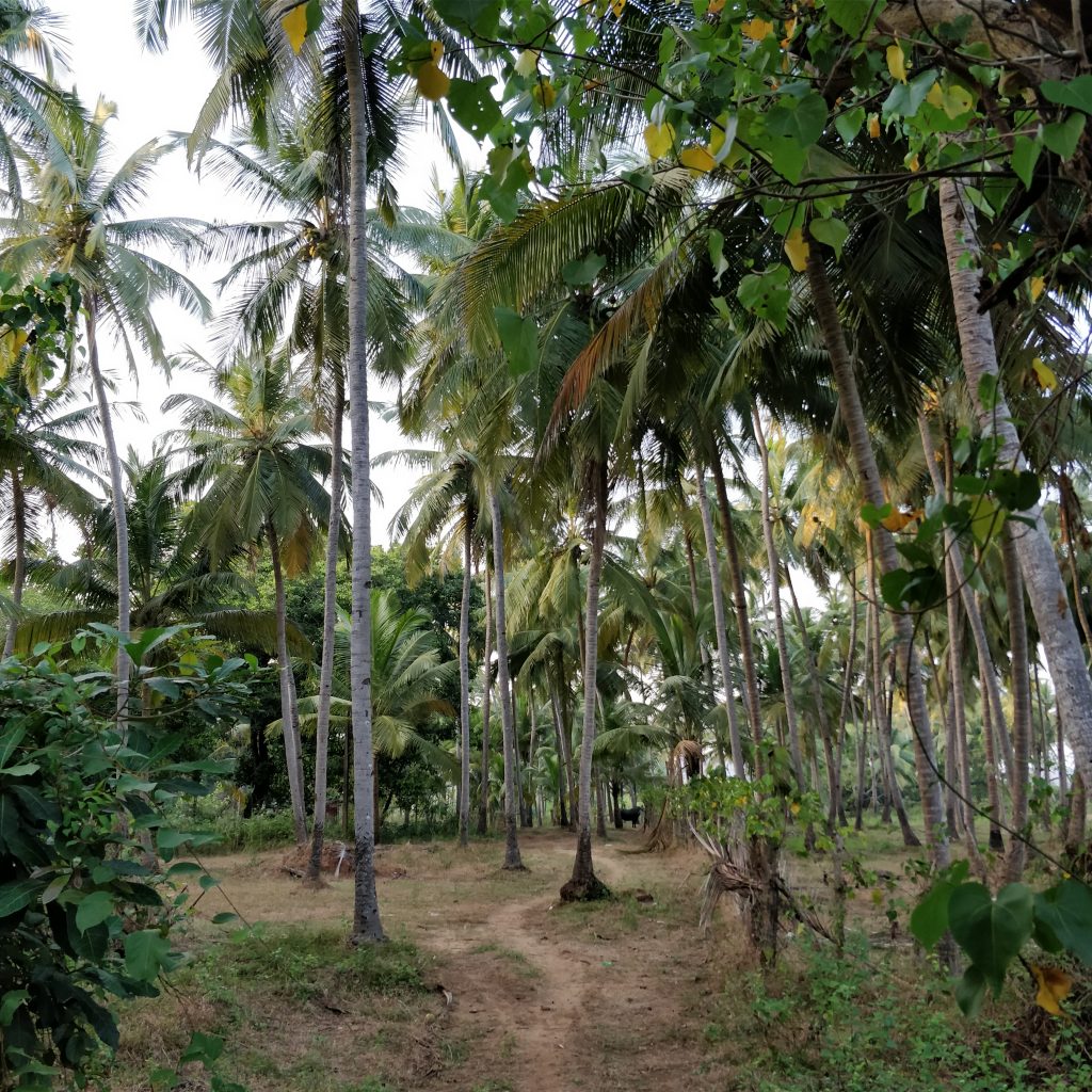 Keri'deki Palmiye ağaçları