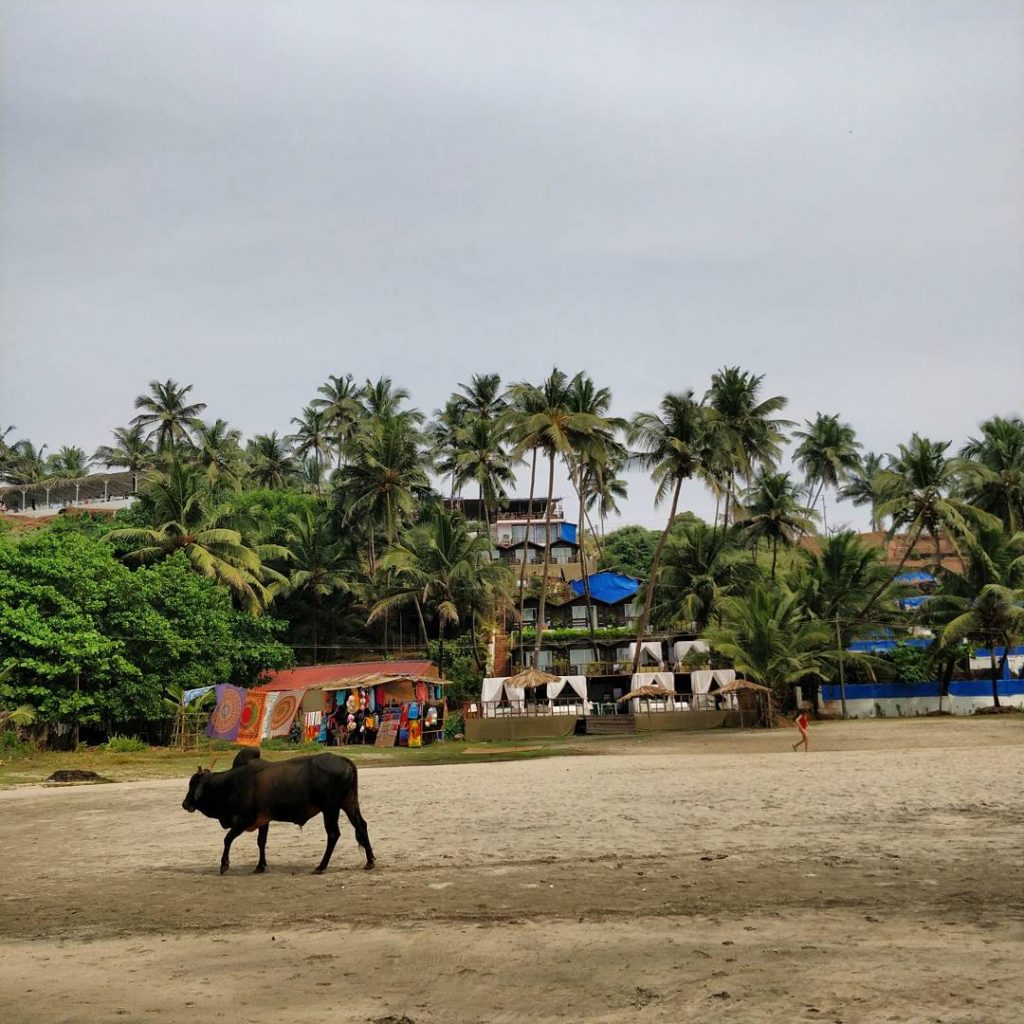 Ozran Beach, Kuzey Goa